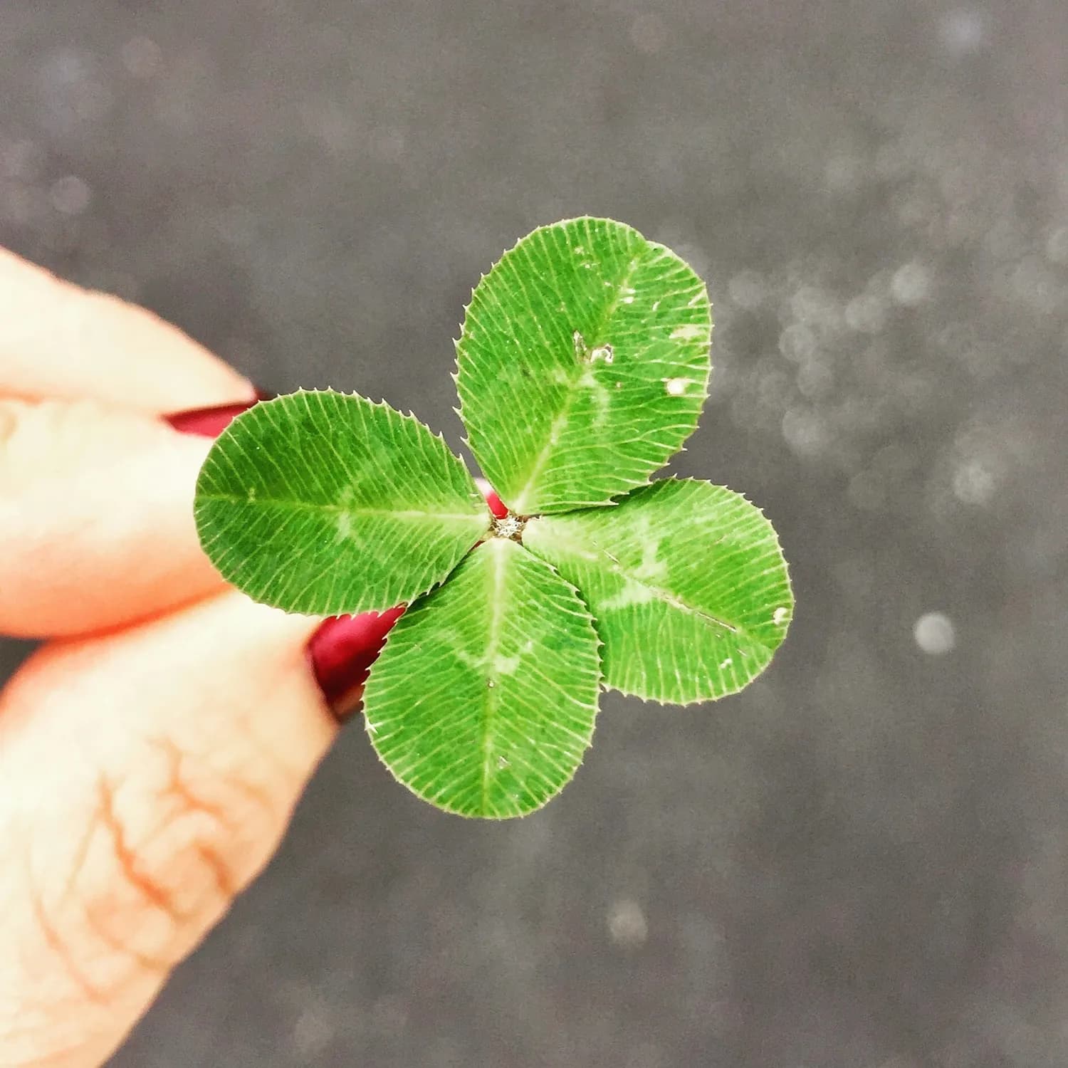 罗伯特·弗兰克：成功是努力与运气的产物