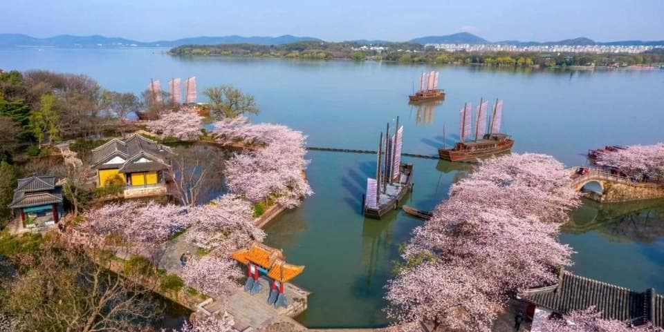 上春山丨无锡鼋头渚：樱花如云，太湖佳绝处