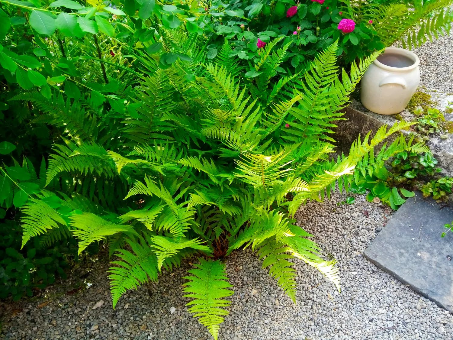专家呼吁：野生草药资源保护刻不容缓