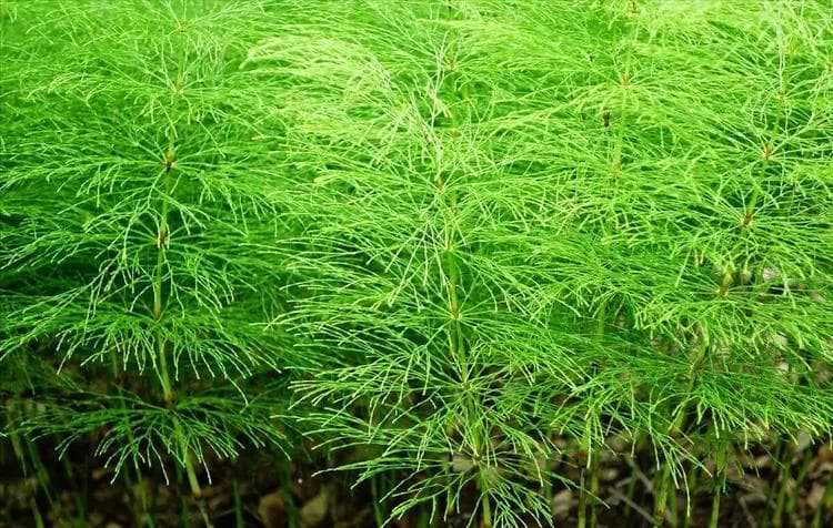 问荆草下面会有金矿和黄金吗