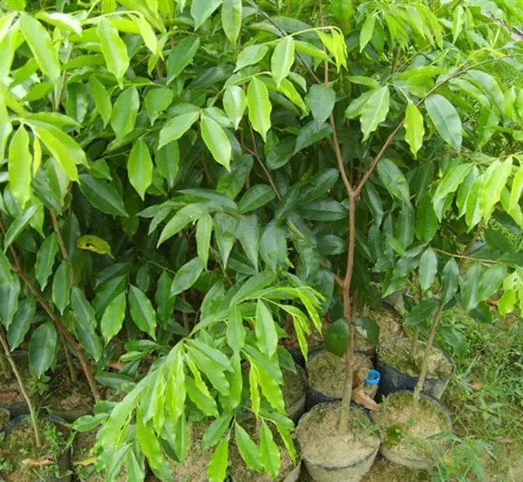 沉香怎么种植（详解沉香的栽培技术要点）
