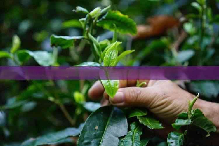 如何正确保养德化羊脂玉白瓷茶具？全面指南包括清洁、存放与日常护理