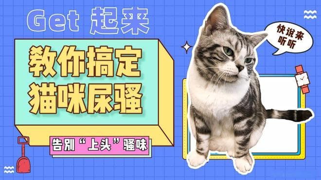 如何彻底去除猫尿中的骚味和污渍，铲屎官看这一篇就够了