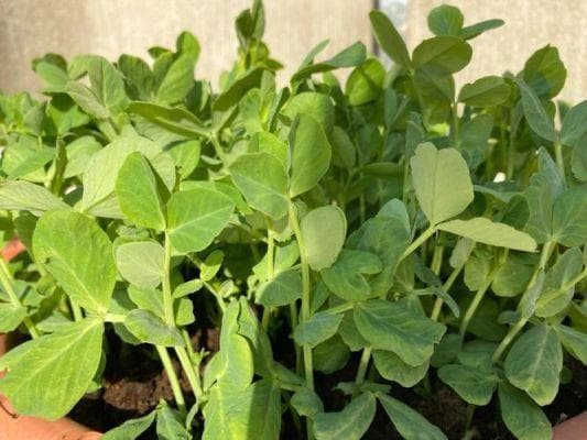 豌豆苗种植方法：从选种到后期养护的完整指南