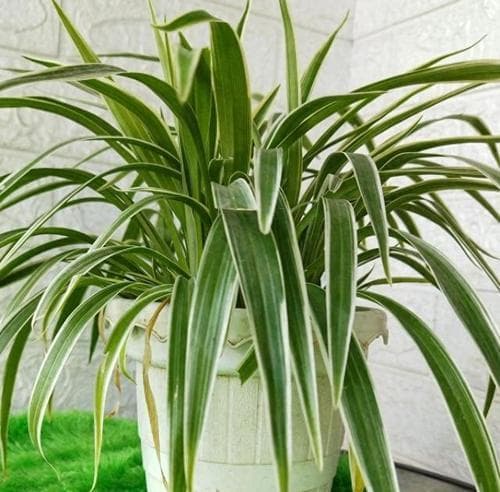 哪些室内植物耐旱耐寒耐阴？如何选择合适的室内植物？