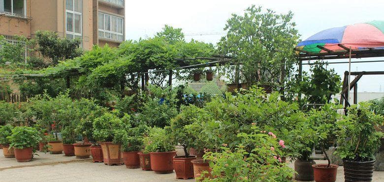 露台种植指南：打造美丽的露台花园，从树开始