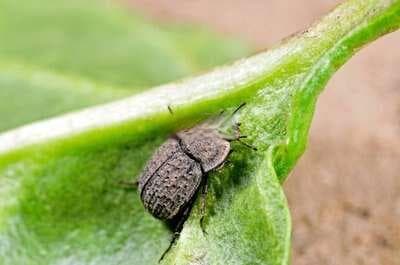 土鳖虫：从生活习性到药用价值的全面解析