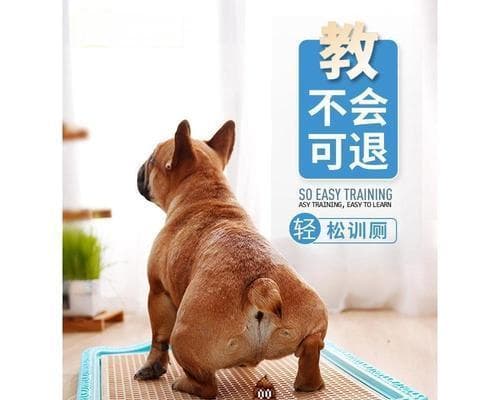 狗狗憋尿能力的发展与训练（探究狗狗憋尿的年龄限制和训练方法）