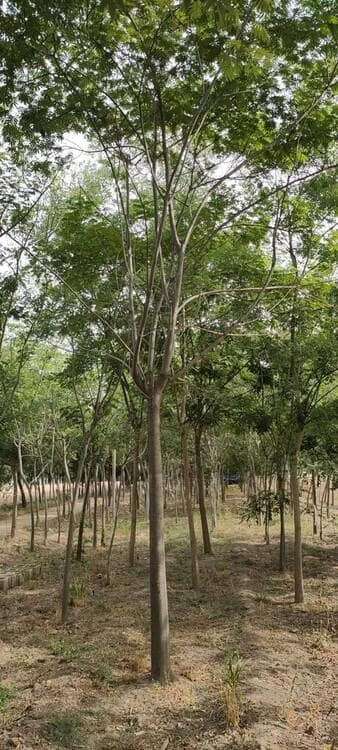 合欢树的栽培技术与病害防治