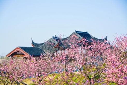 魔都梅花上线啦，上海赏梅花一定不要错过这6个地方