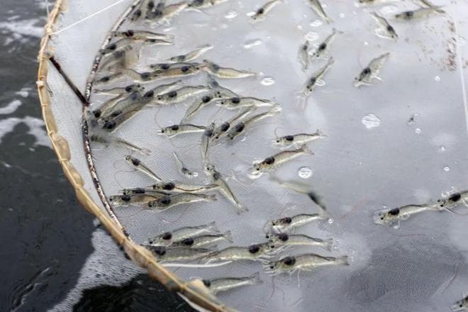对虾养殖中，这三大毒素是养虾的“拦路虎”！解决方法就这几招！