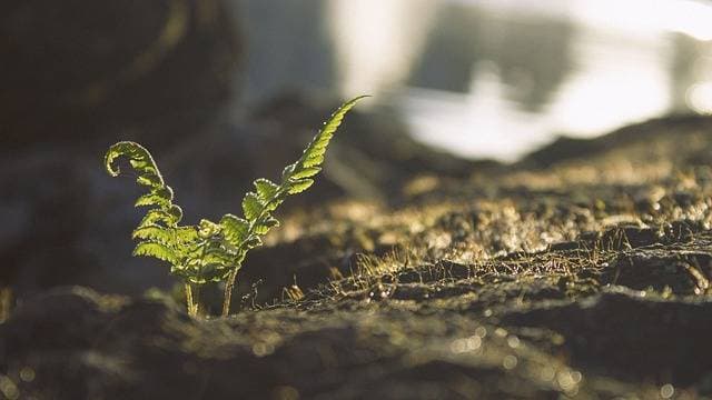 微生物转化土壤有机质的过程