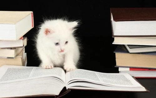 猫咪市场价：宠物界小红书揭秘！