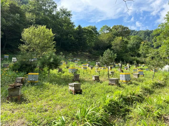 留坝县火烧店镇墩墩石村：数智赋能 绘就致富新“蜂”景