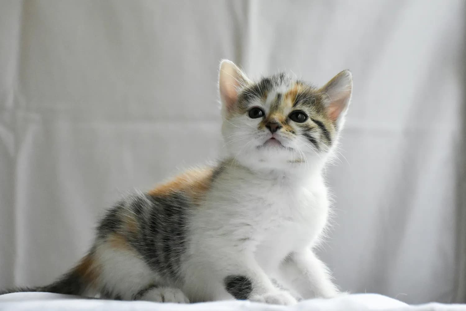 曼基康猫：如何科学养宠？