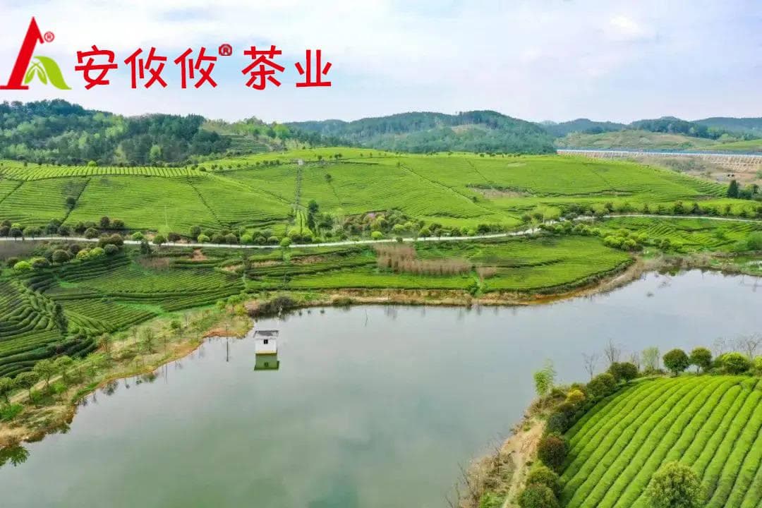 喝普洱茶的四大好处：从降脂减肥到美容养颜