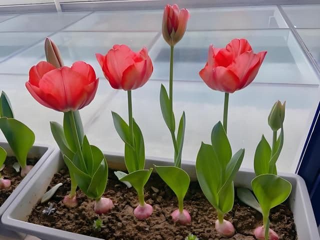 土培郁金香的种植方法，在什么季节种植，郁金香花有什么寓意？
