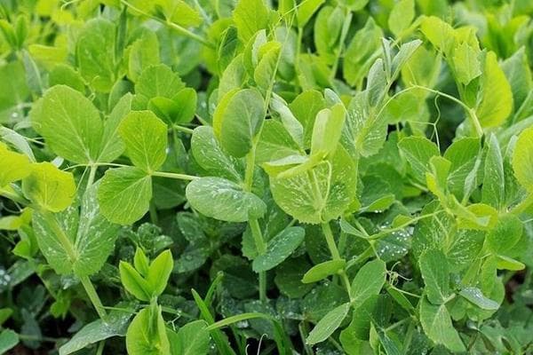 豌豆尖和豌豆苗区别