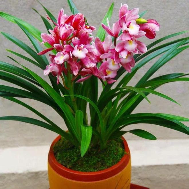 兰花多久开一次花