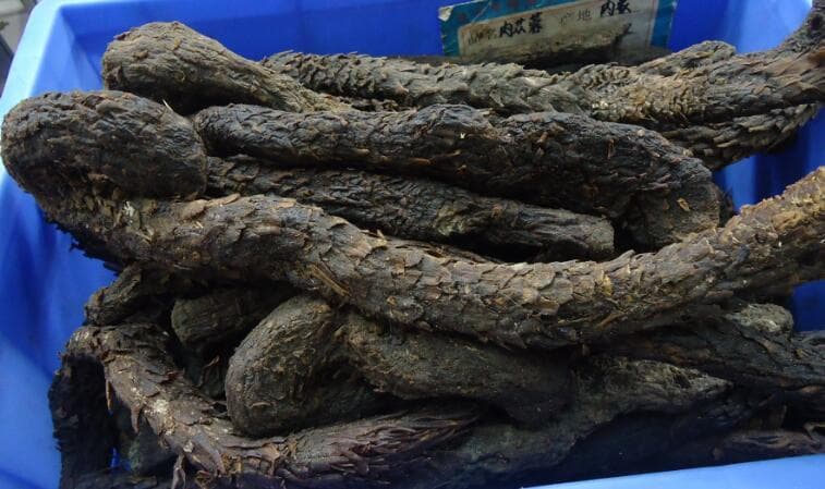肉苁蓉的六大功效：增强免疫力、抗衰老、保护心脑血管