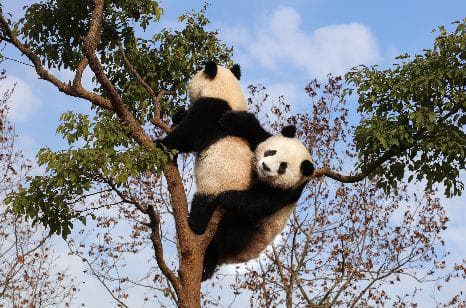揭秘大熊猫为何如此喜爱爬树