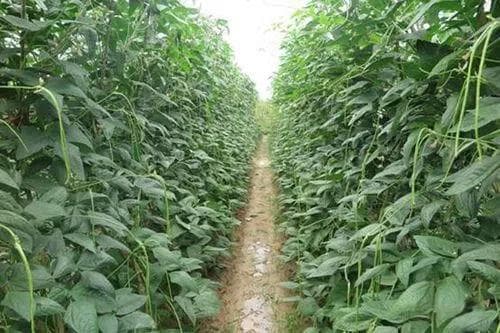 三叶青栽培指南：高效种植与效益分析