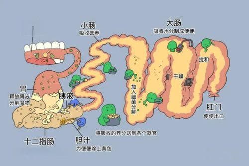 【健康之窗】便秘很苦恼？不解之“秘”的答案看这里