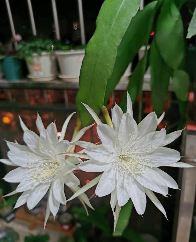 想要养昙花，用一片叶子就可以扦插一盆，花儿又大又美仙气十足