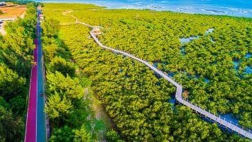 2025北海金海湾红树林生态旅游区攻略(地址+开放时间+游玩介绍)