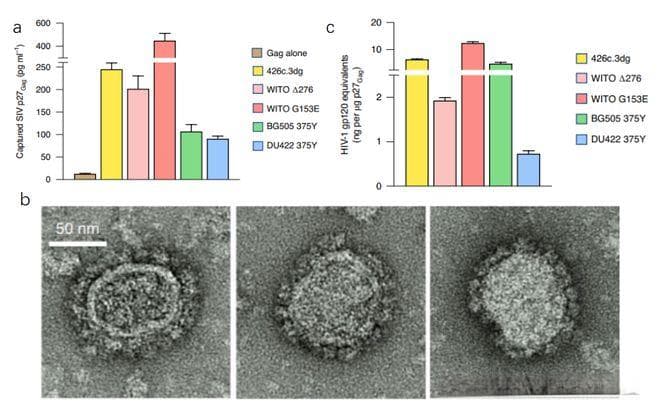 新型HIV mRNA疫苗的设计与体内外验证