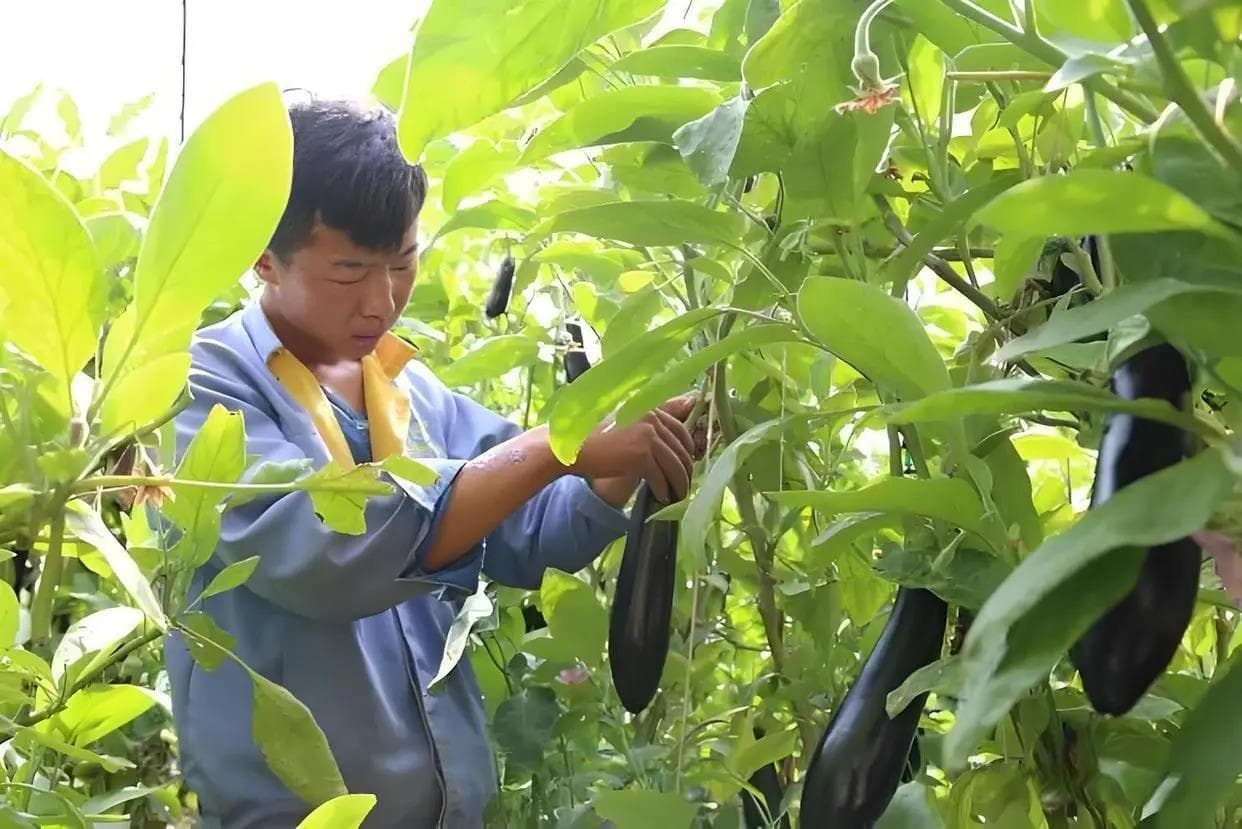 不怕重茬的蔬菜有哪些？为你介绍5种顽强的蔬菜种类