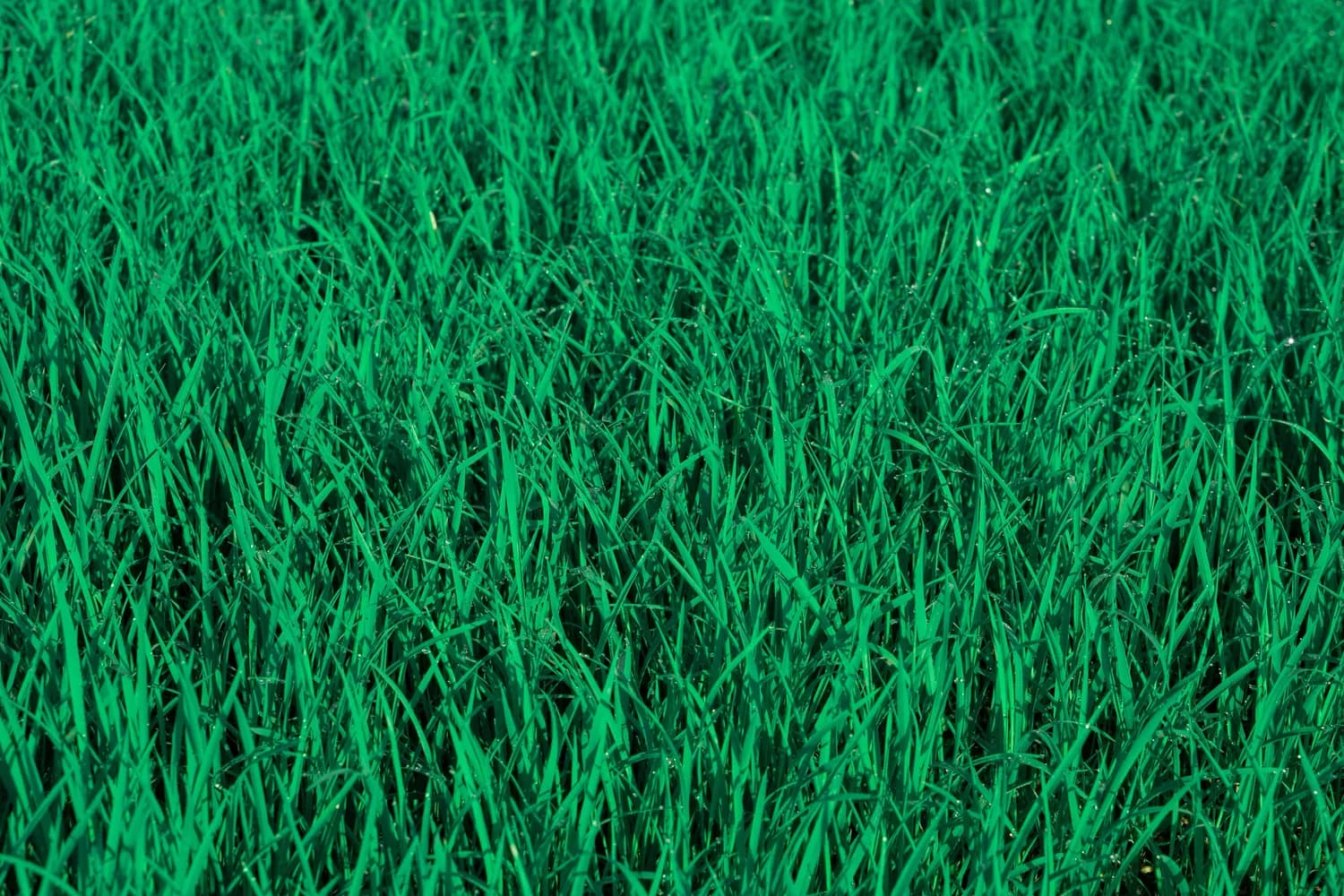 温布尔登草地的秘密：完美场地如何炼成