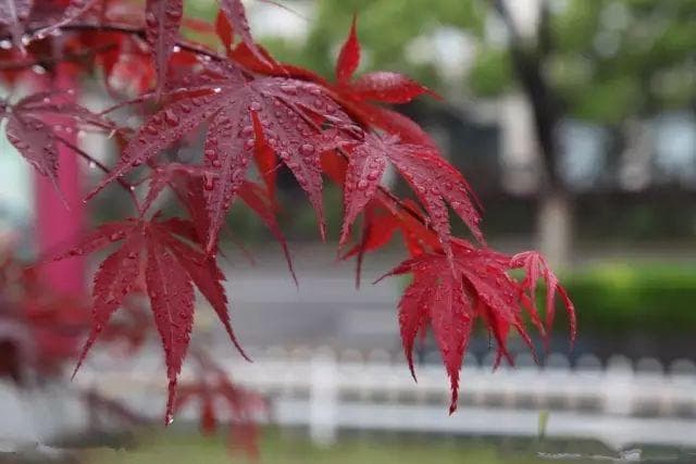 红枫：从形态特征到养护技巧的全面指南