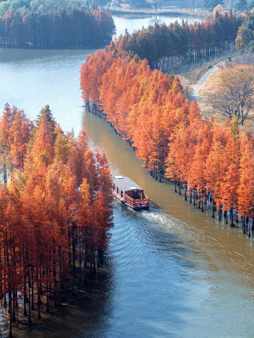 苏州太湖湿地落羽杉林：冬日里的“水上喀纳斯”