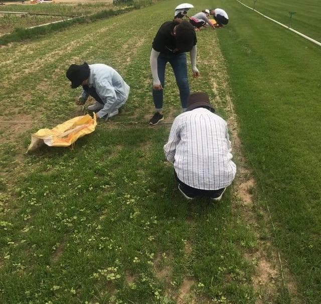 草地除杂小记及草坪常见杂草分类