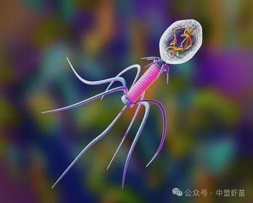 三张图详解：噬菌体如何成为水产养殖中的“细菌杀手”