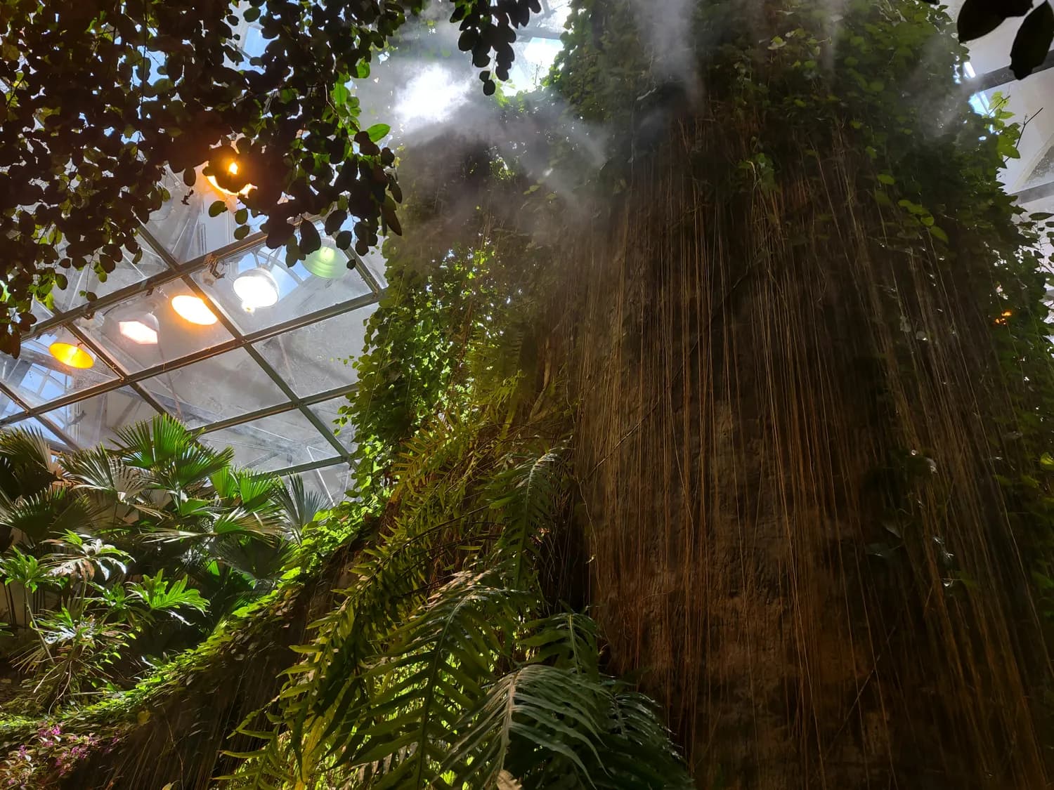 厦门植物园雨林世界：喷雾系统打造城市里的热带仙境
