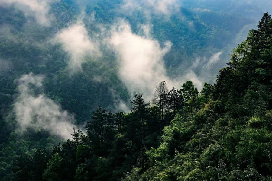 降雨频繁湿气重，喝好这2杯芳香化湿茶