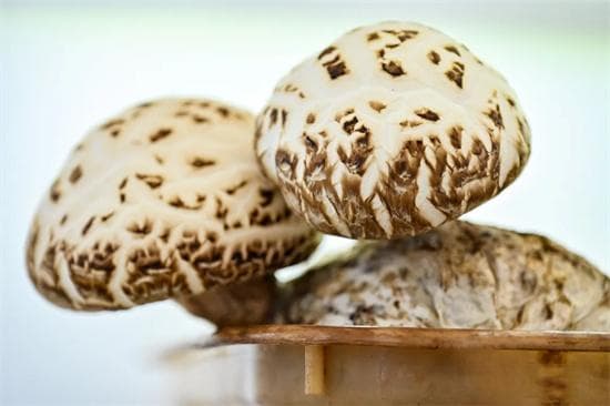 泌阳花菇为什么好？