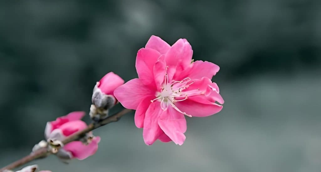 一招教你催旺正缘桃花
