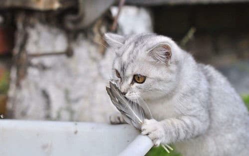 猫咪紧张时张嘴，探究紧张原因