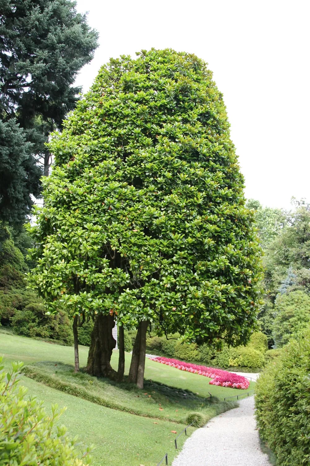 平安树种植技巧大揭秘！