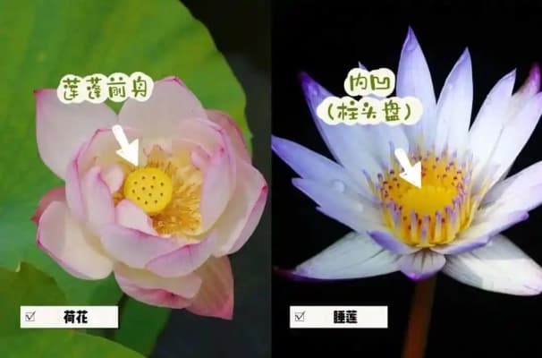 莲花和荷花的区别：从形态特征到文化象征的全面解析