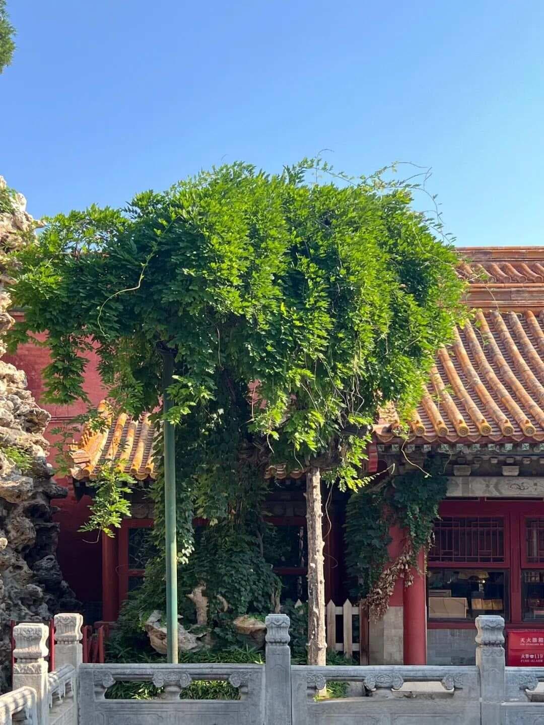故宫御花园古树有何寓意