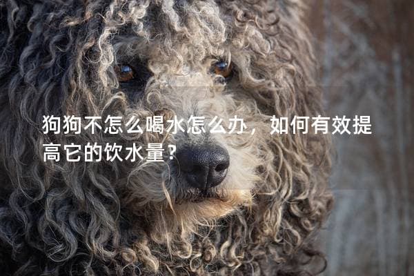 狗狗不怎么喝水怎么办，如何有效提高它的饮水量？