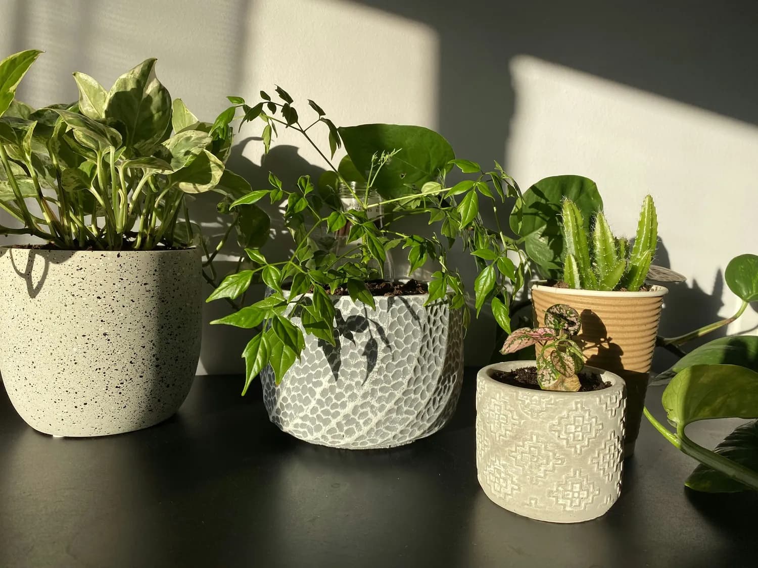 一文掌握香水文心兰种植要点，新手也能养出爆盆花