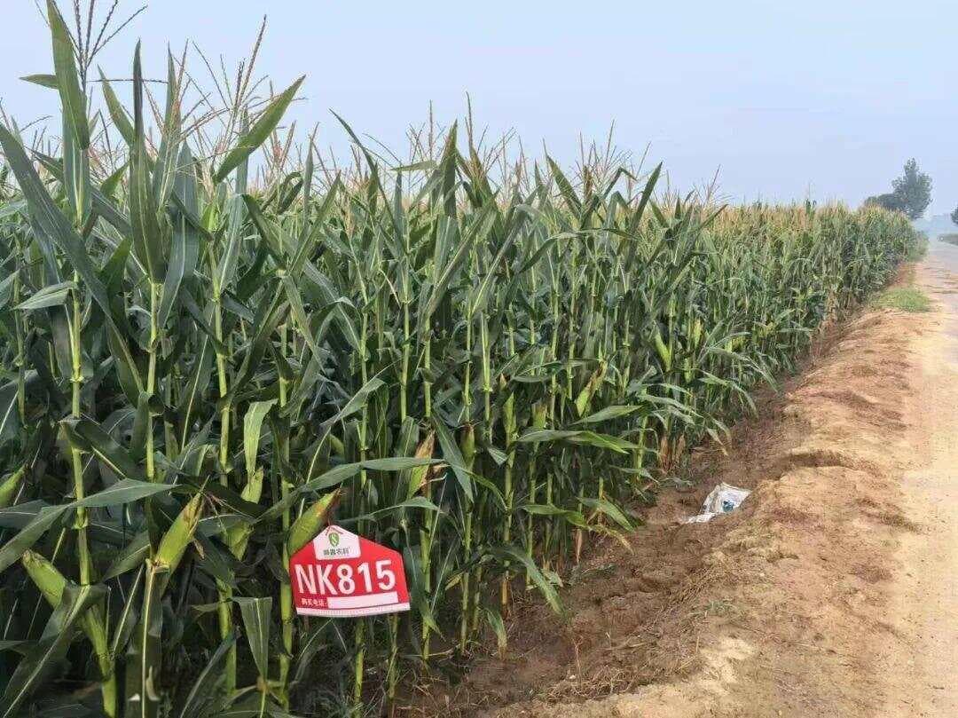 通过诗与词的表现特点分析修辞工具的作用