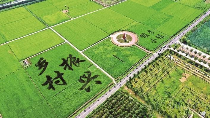 乡村振兴 强县富民丨千里江陵优质粮 产业富民新“稻”路