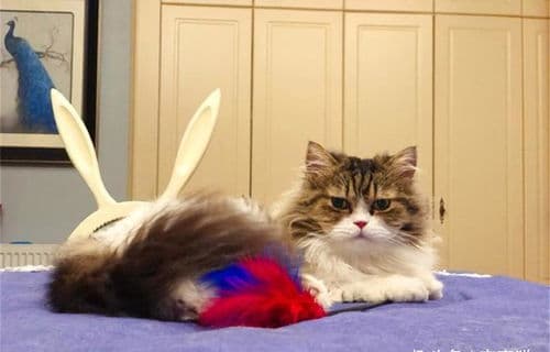 猫咪禁食清单：17类常见有毒食物需警惕
