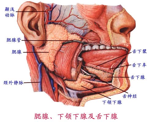 口腔解剖学详解：从口腔到唾液腺的全面解析